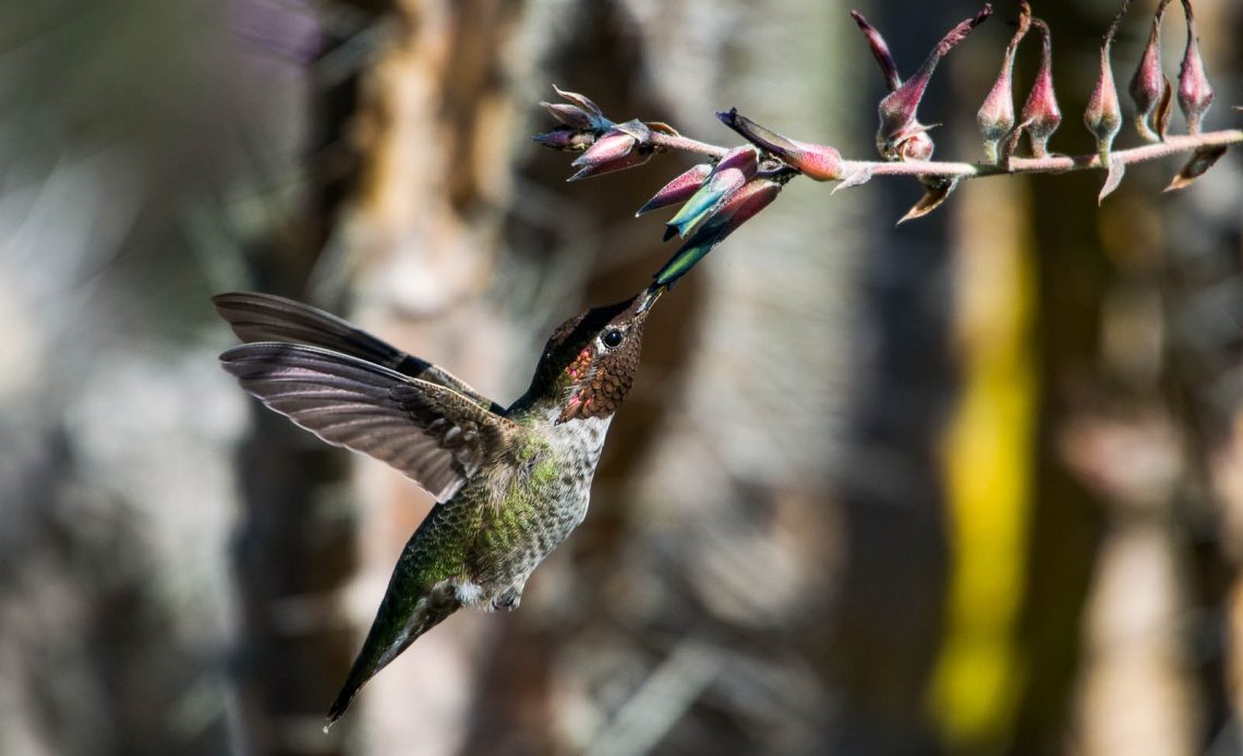 do-hummingbirds-eat-ants