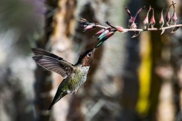 Do Hummingbirds Eat Ants?