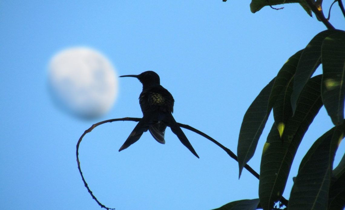 do-hummingbirds-eat-at-night