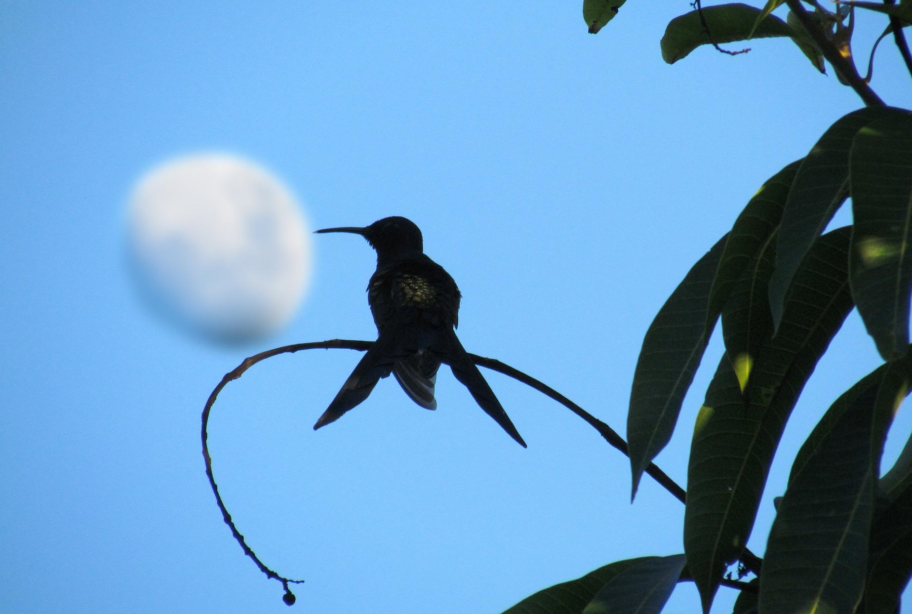 hummingbirds feed at night