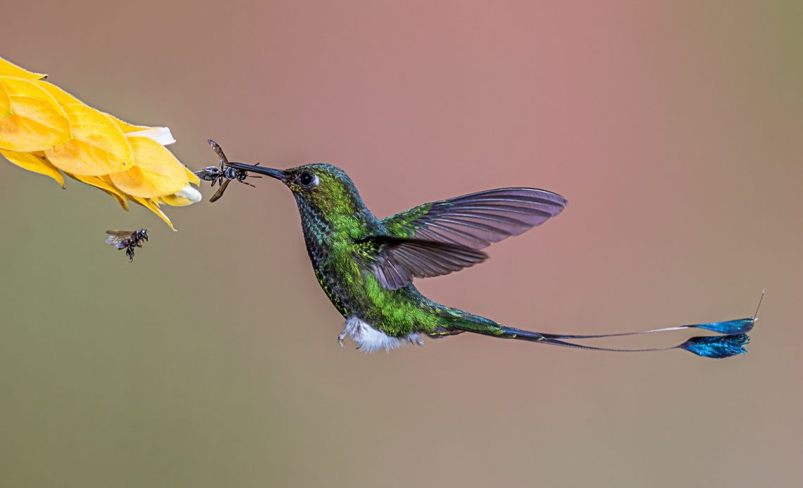 do-hummingbirds-eat-bugs