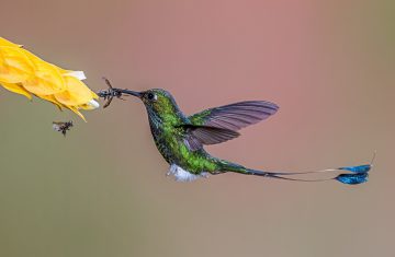 Do Hummingbirds Eat Bugs?