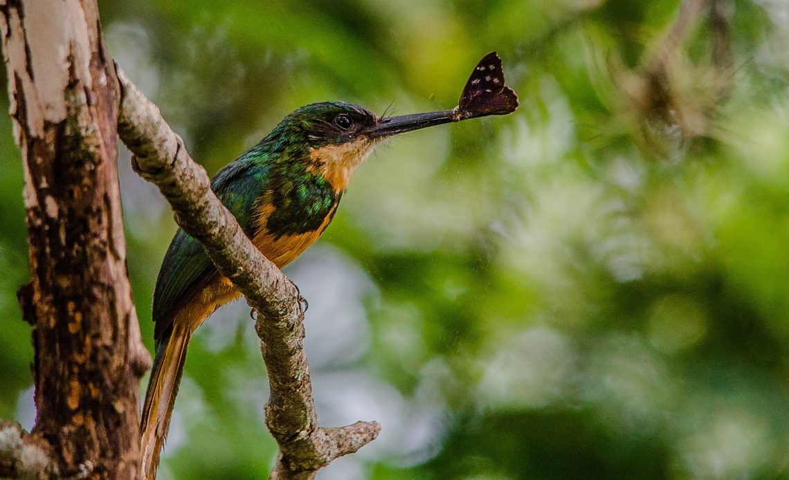 Do Hummingbirds Eat Flies?