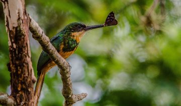Do Hummingbirds Eat Flies?
