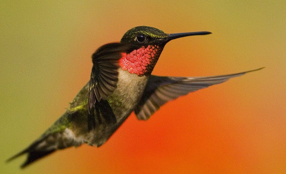 do-hummingbirds-eat-oranges