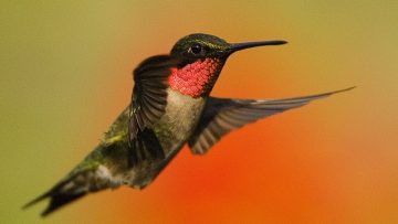 Do Hummingbirds Eat Oranges?