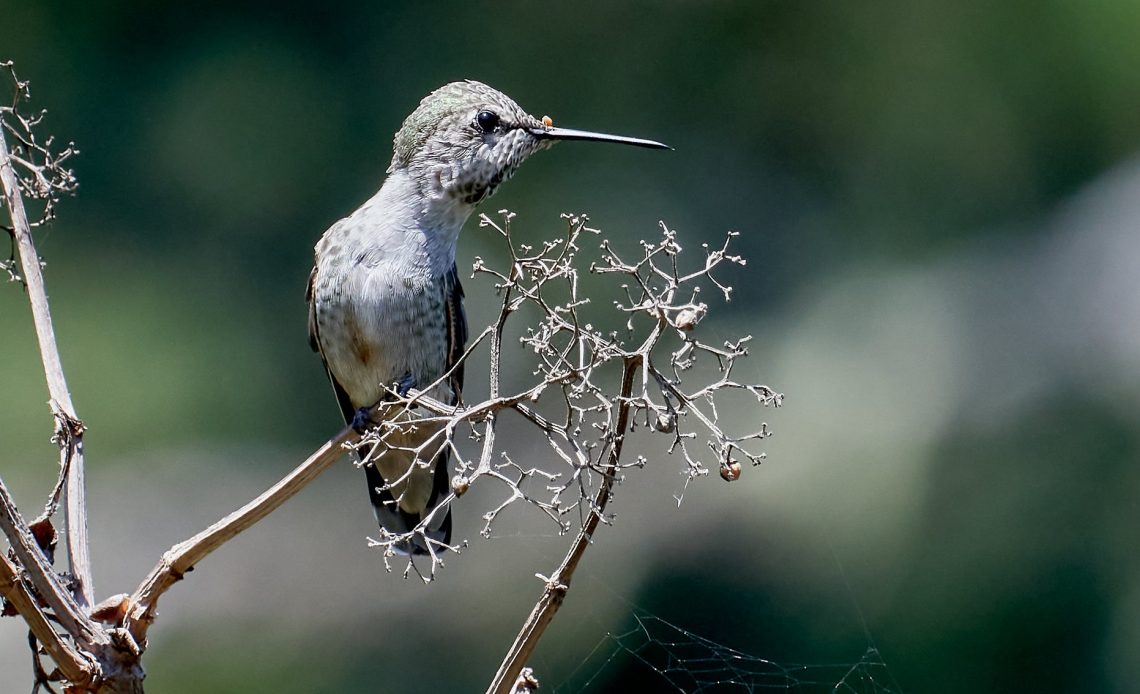 do-hummingbirds-eat-spiders