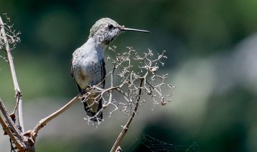 Do Hummingbirds Eat Spiders?