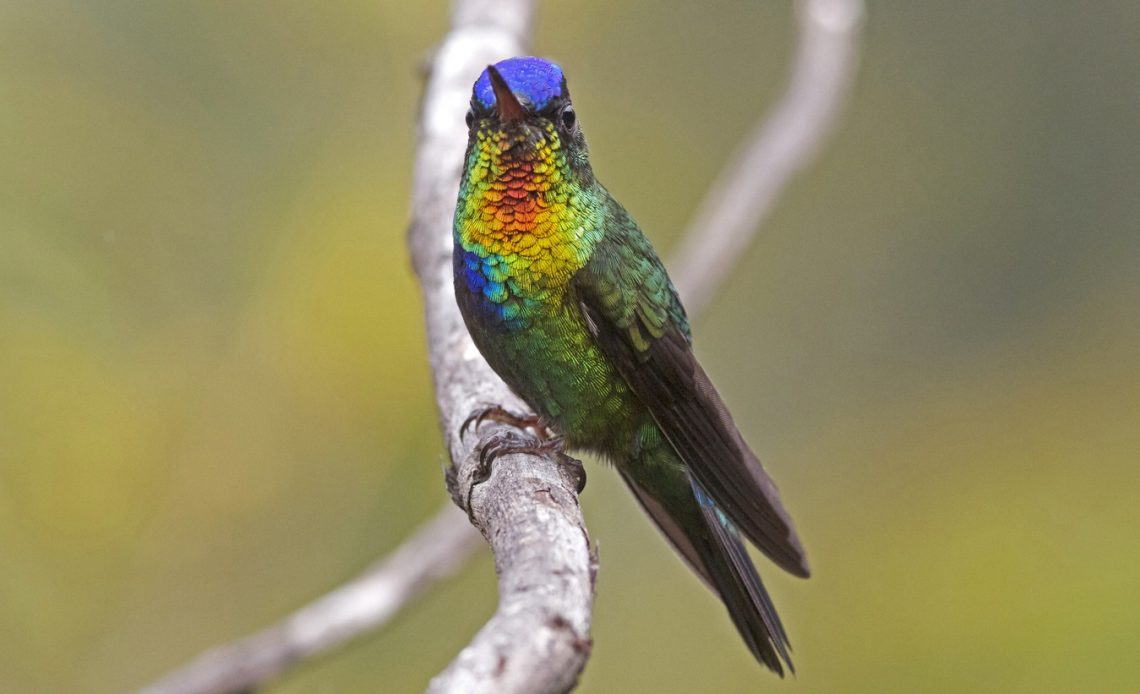 do-hummingbirds-eat-tomatoes