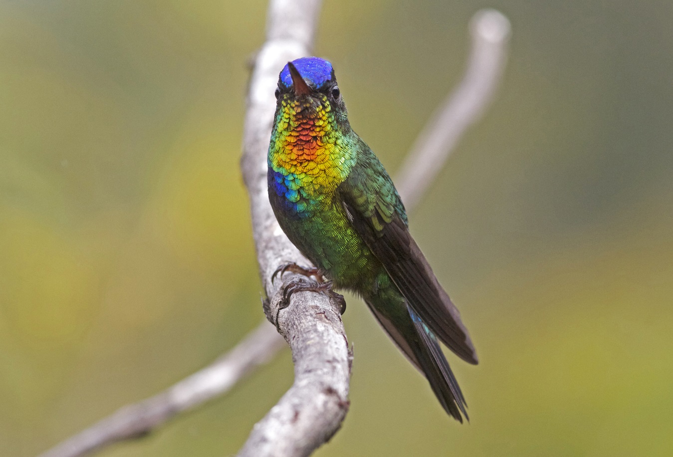 Do Hummingbirds Eat Tomatoes?