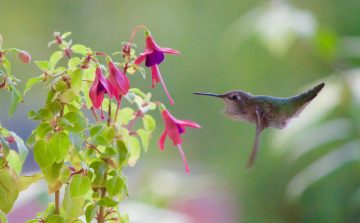 Do Hummingbirds Like Fuchsia?