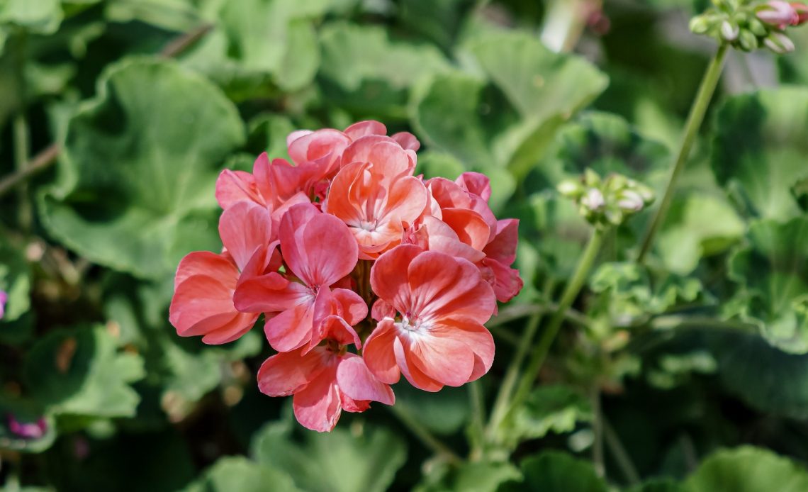 do-hummingbirds-like-geraniums