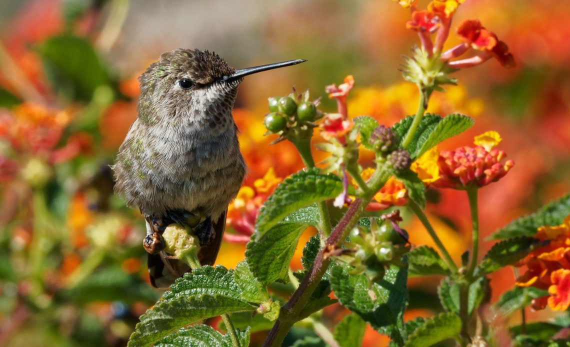 do-hummingbirds-like-lantana