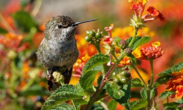Do Hummingbirds Like Lantana?