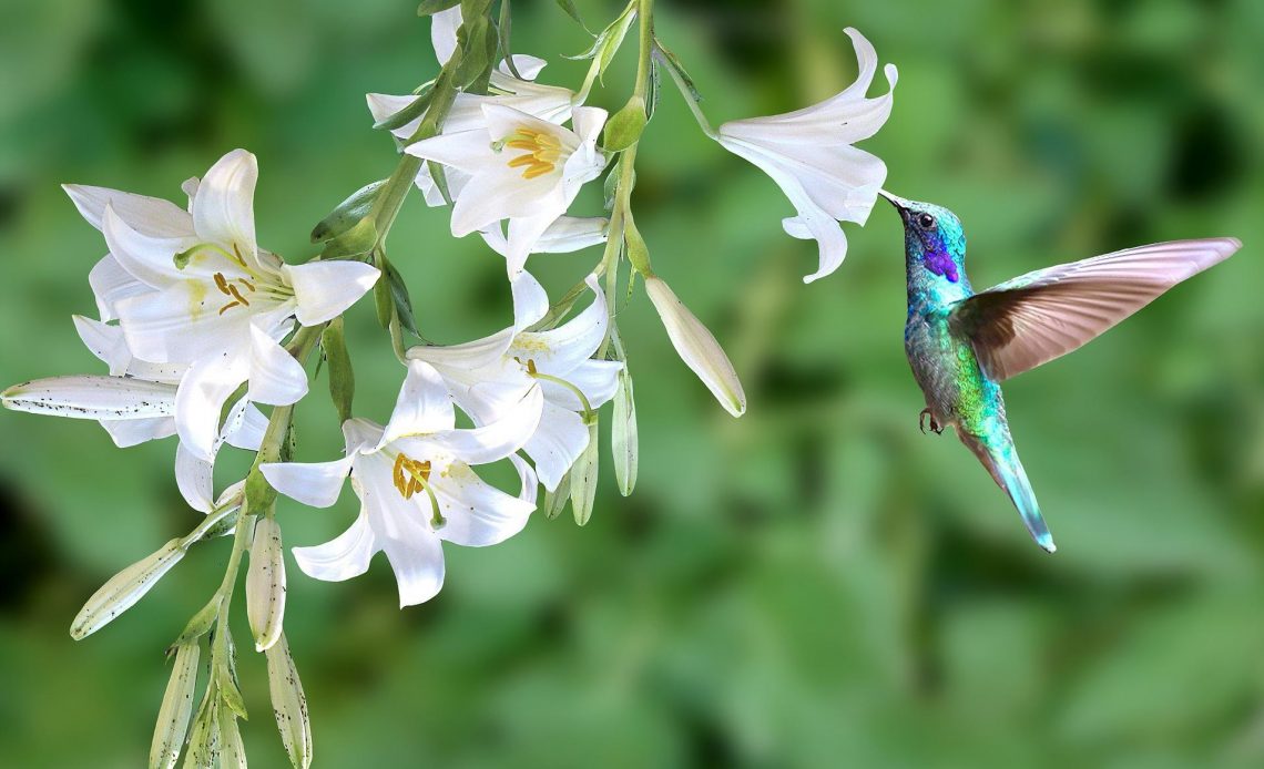 do-hummingbirds-like-lilies