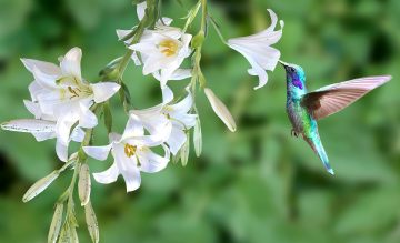 Do Hummingbirds Like Lilies?