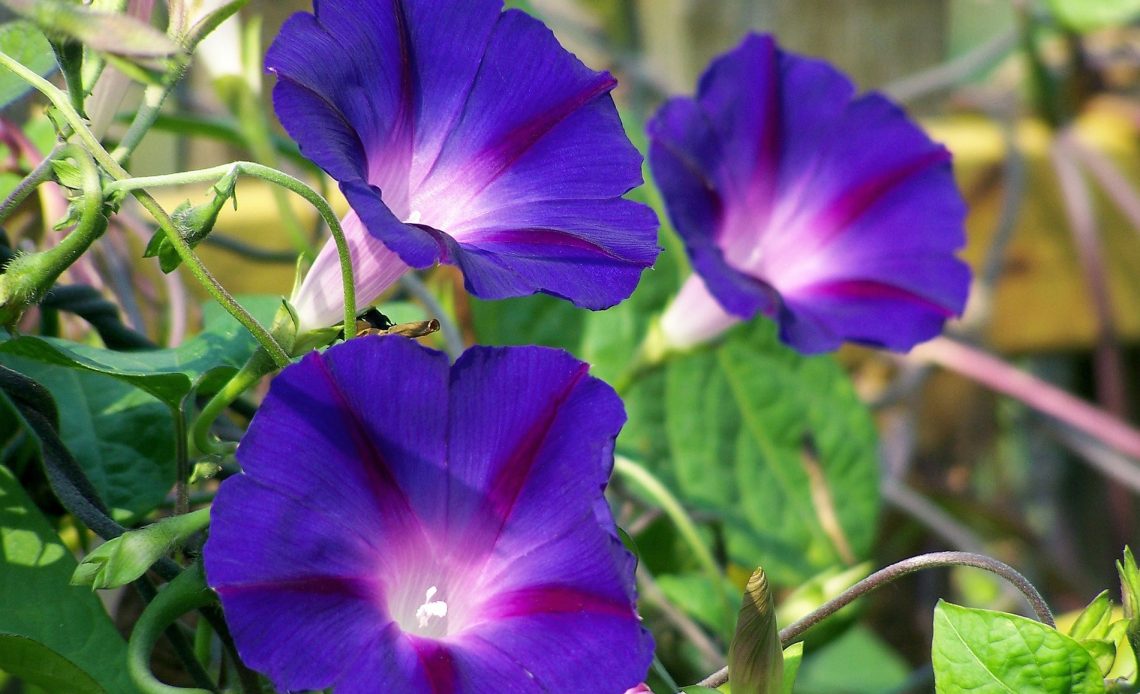 do-hummingbirds-like-morning-glories