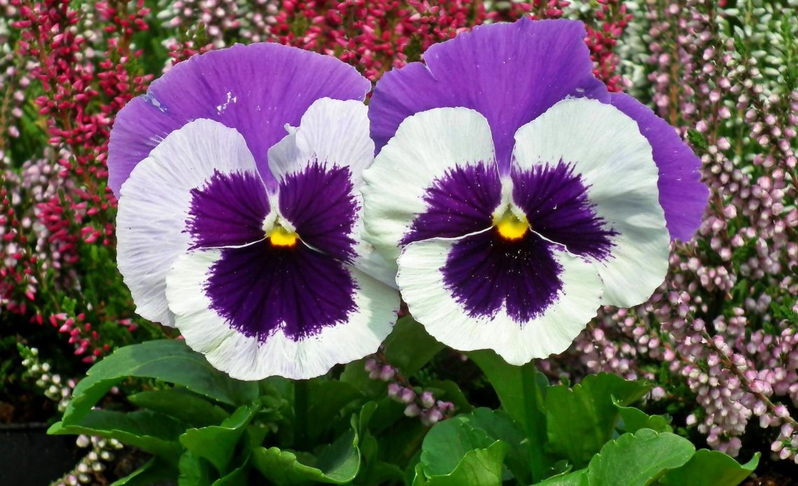 do-hummingbirds-like-pansies