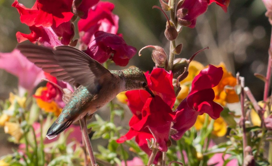 do-hummingbirds-like-snapdragons