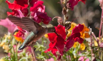 Do Hummingbirds Like Snapdragons?