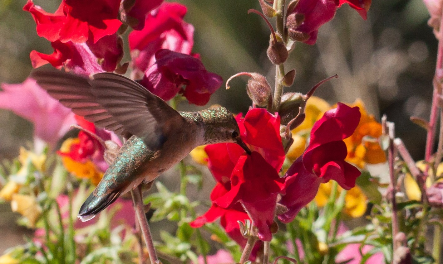 Do Hummingbirds Like Snapdragons?