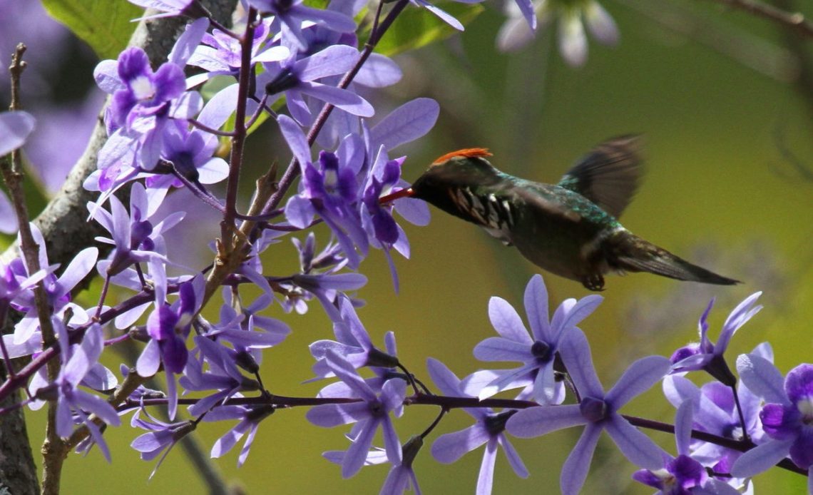 do-hummingbirds-like-wisteria