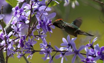 Do Hummingbirds Like Wisteria?