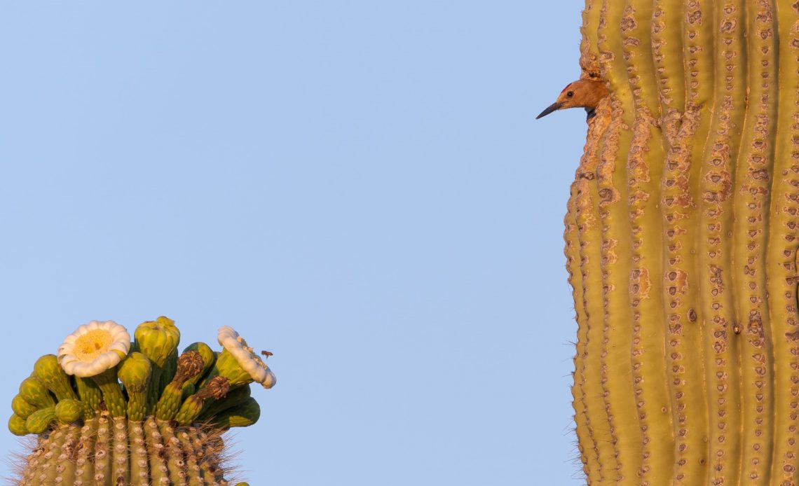 do-woodpeckers-eat-bees