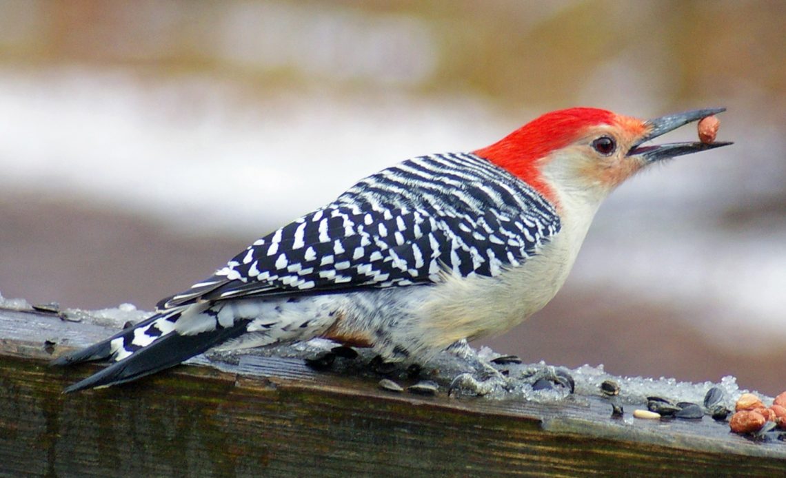 do-woodpeckers-eat-peanuts