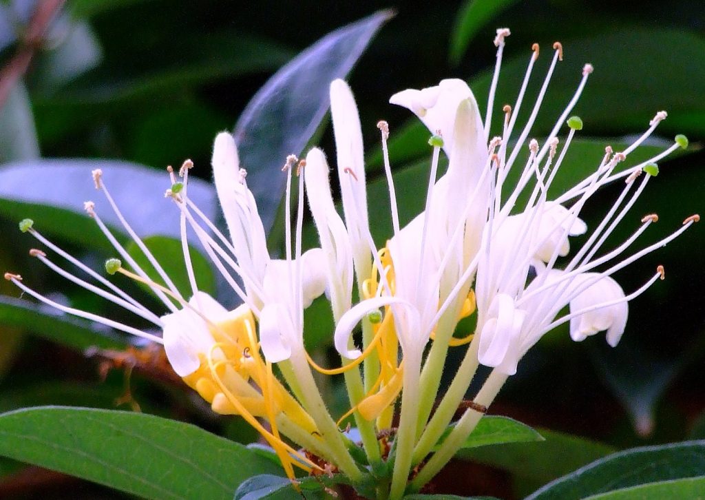 Do Bees Like Honeysuckle?