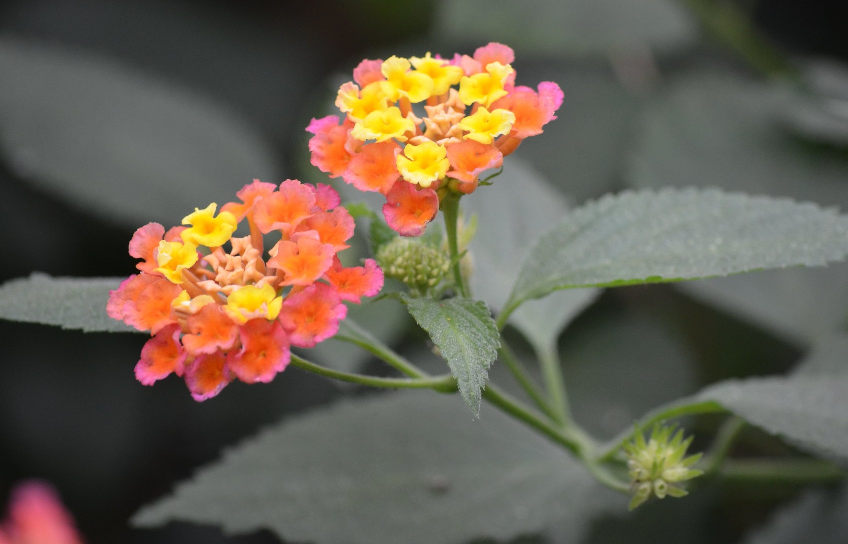 Do Butterflies Like Lantana?