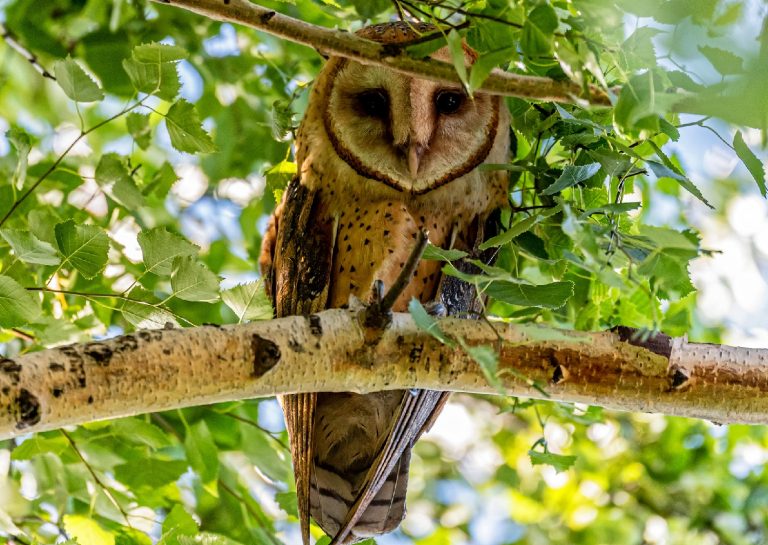 Are Owls Bad Luck? Superstitions About These Birds