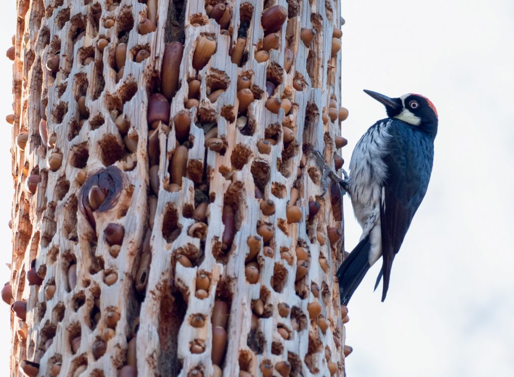 Do Woodpeckers Eat Acorns?