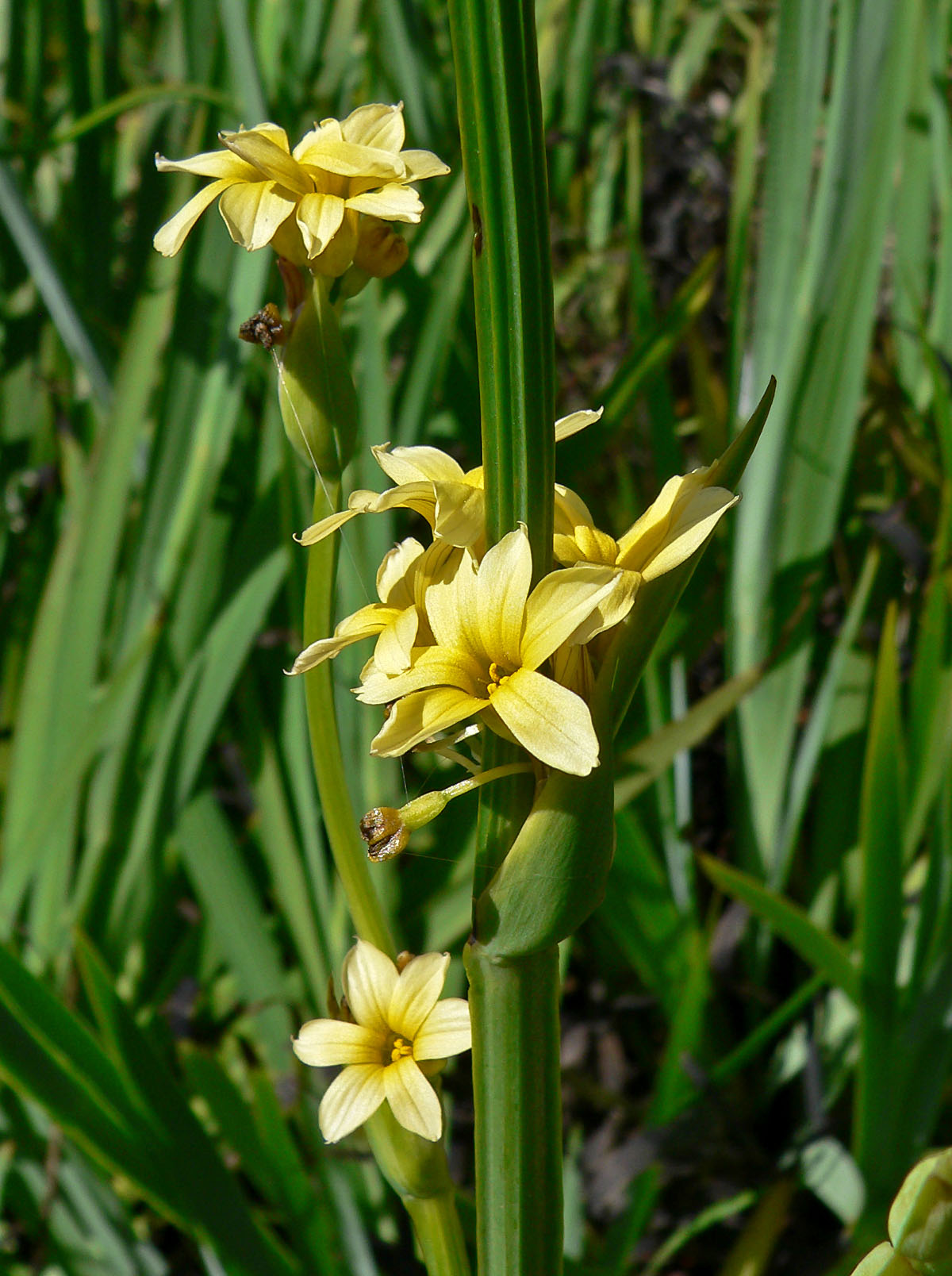 5 Plants That Look Like Gladiolus