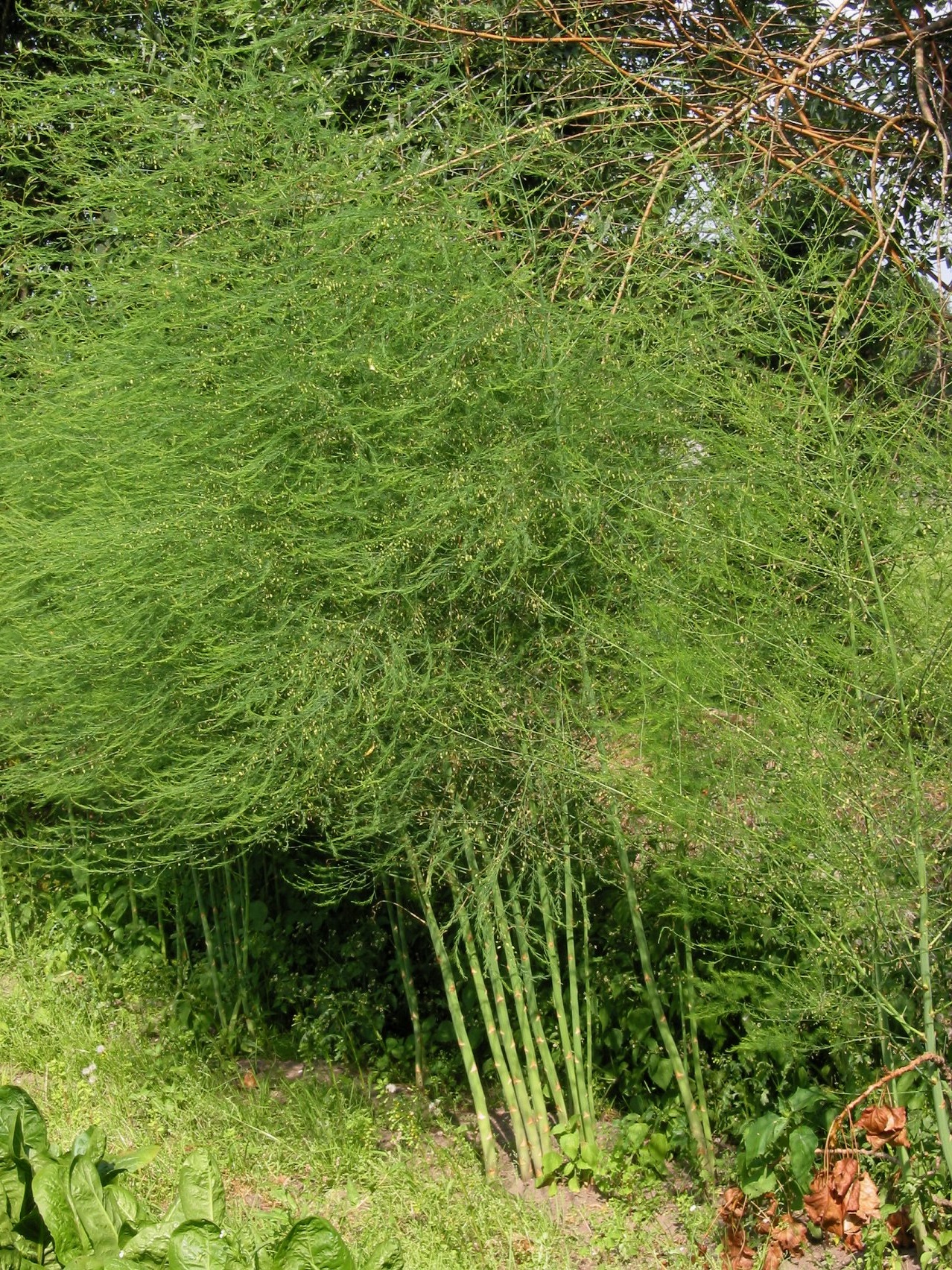 Do Deer Eat Asparagus?