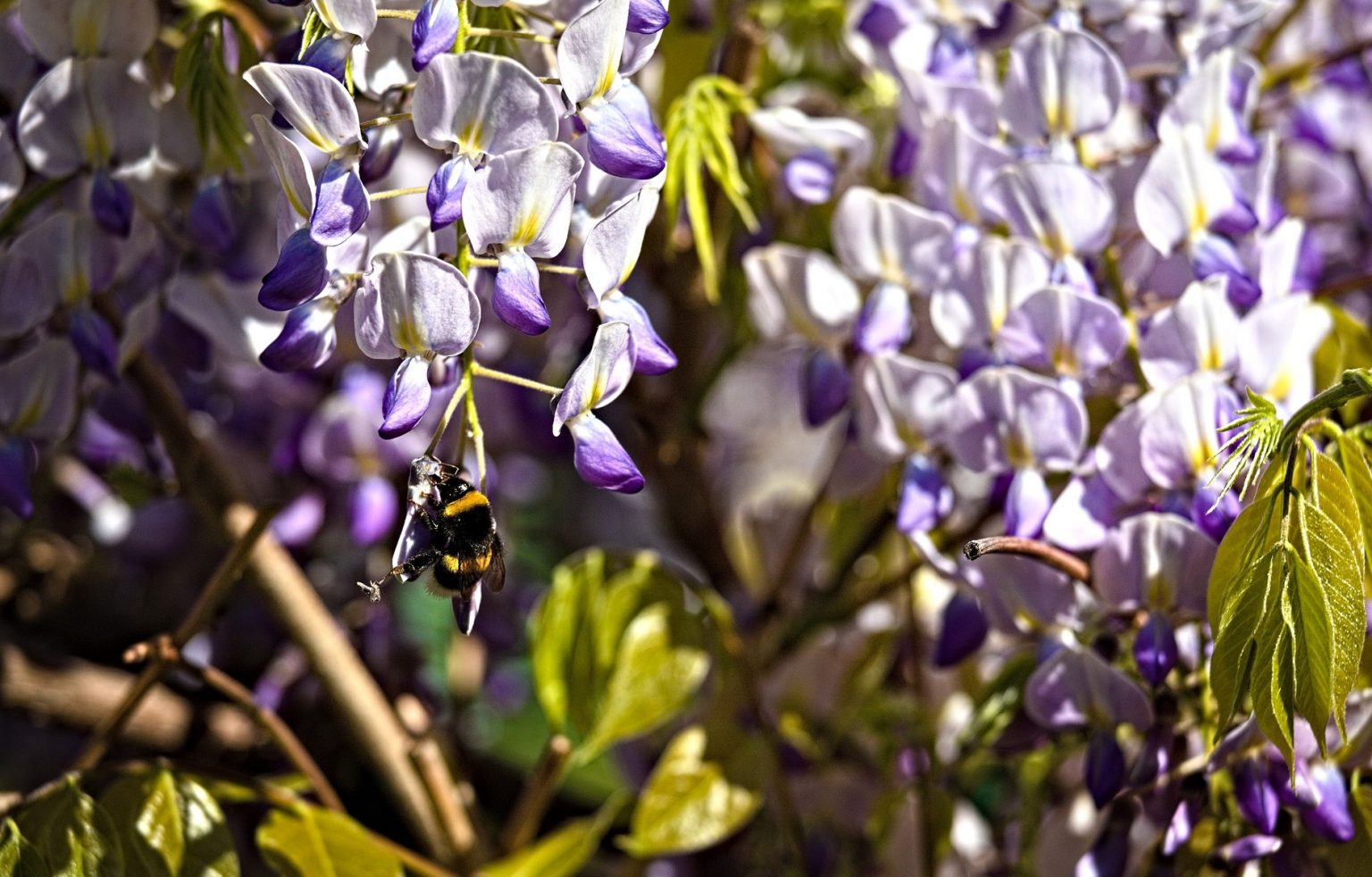 Do Bees Like Wisteria?