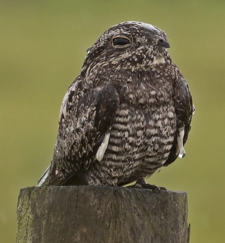 Why Do Birds Chirp At Night? 8 Reasons That Might Surprise You