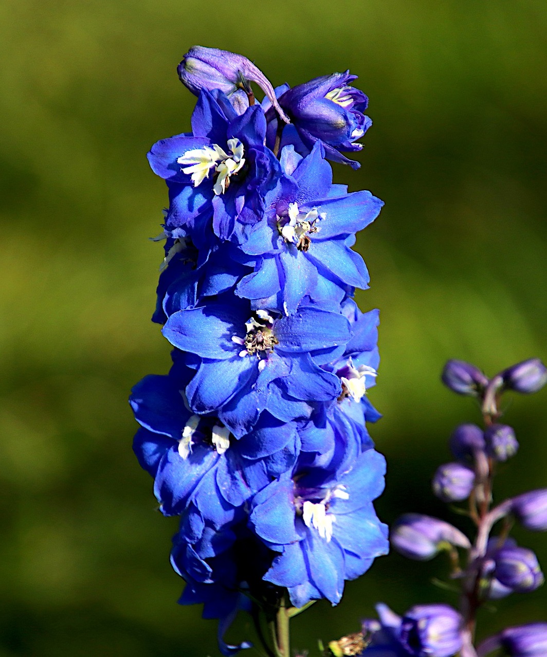 5 Plants That Look Like Gladiolus