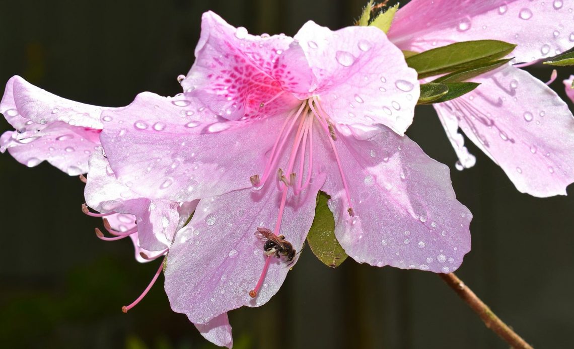 do-bees-like-azaleas