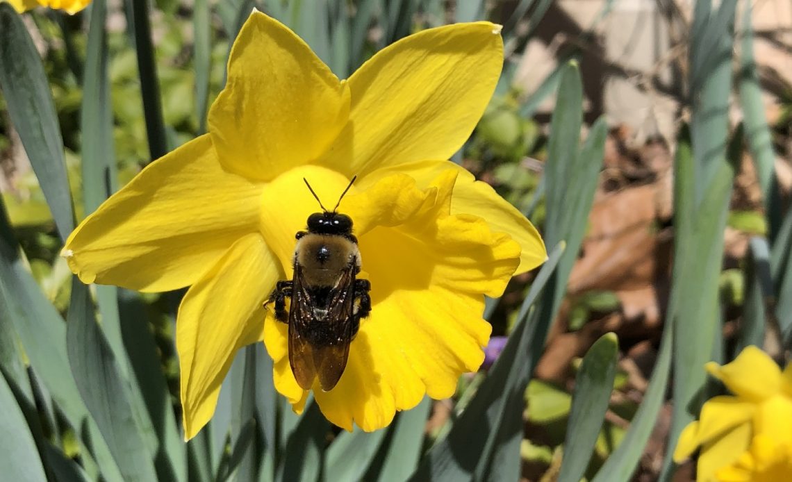 do-bees-like-daffodils