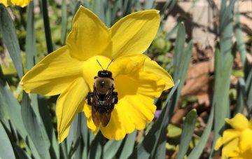 Do Bees Like Daffodils?