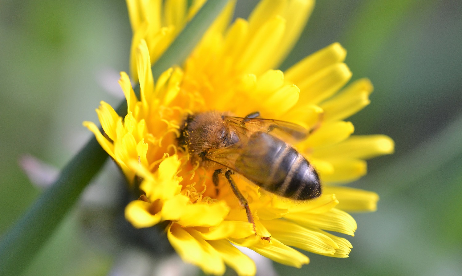 Do Bees Like Dandelions?