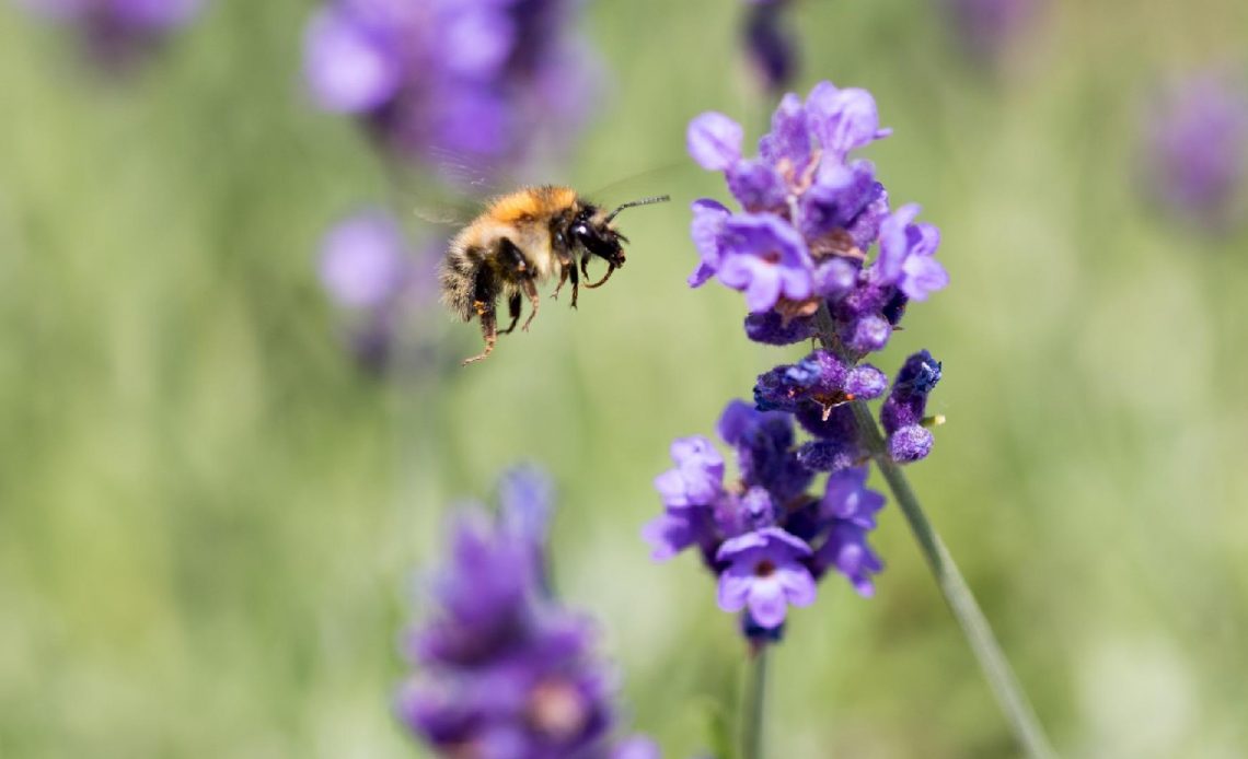 do-bees-like-lavender
