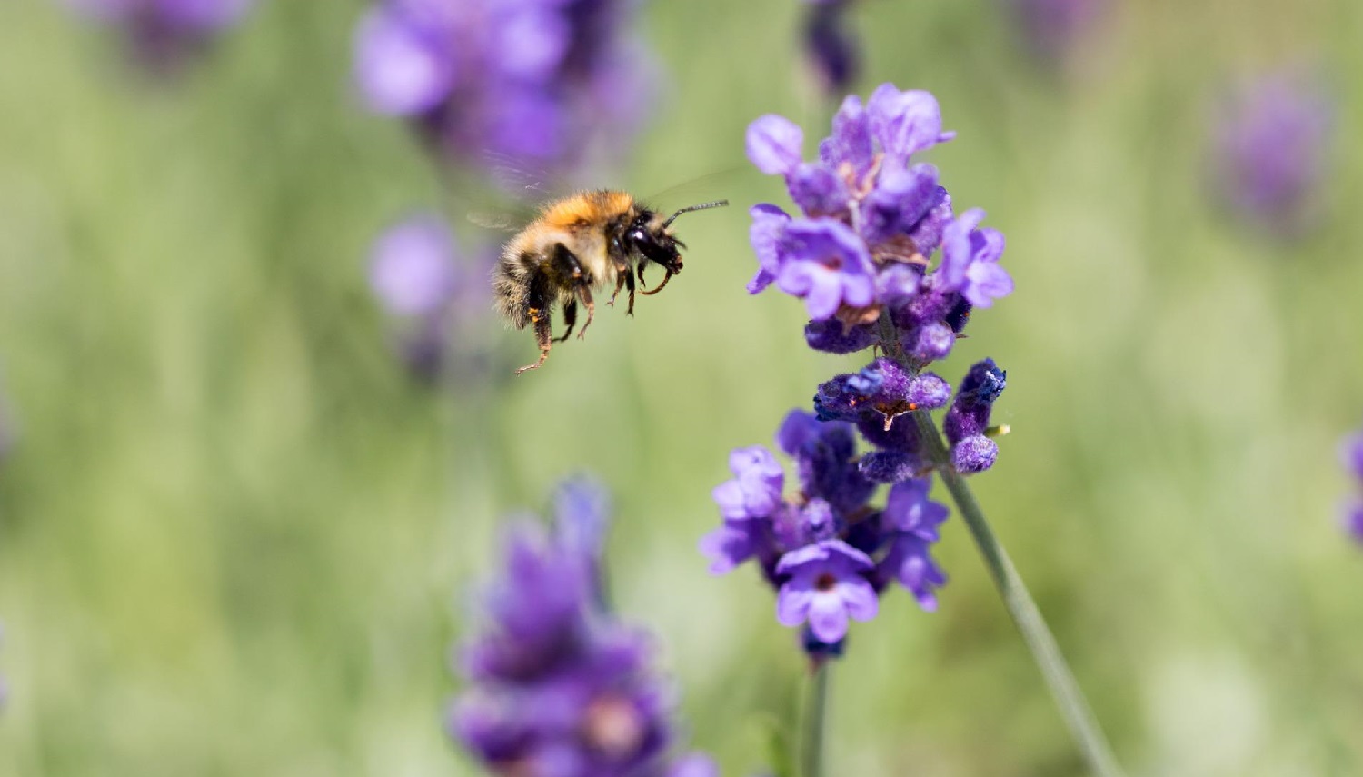 Do Bees Like Lavender?