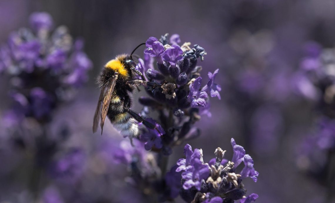 do-bees-like-lilacs