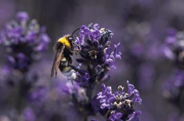 Do Bees Like Lilacs?