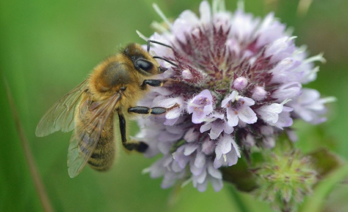 do-bees-like-mint