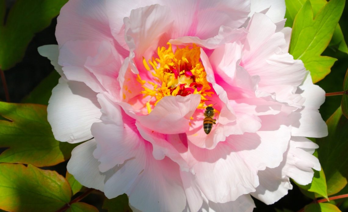 do-bees-like-peonies