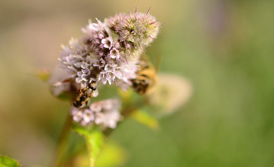 do-bees-like-peppermint