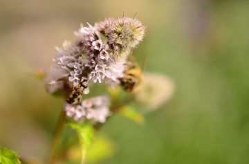Do Bees Like Peppermint?